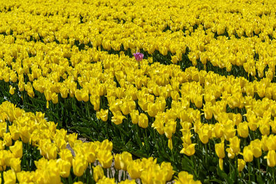 Beautiful tulip field in the spring. bright yellow flowers in rows.