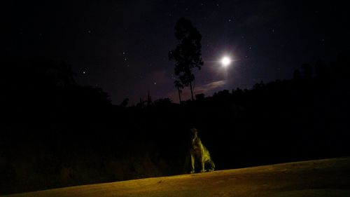 Low angle view of trees against sky at night