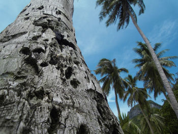 Low angle view of palm tree against sky