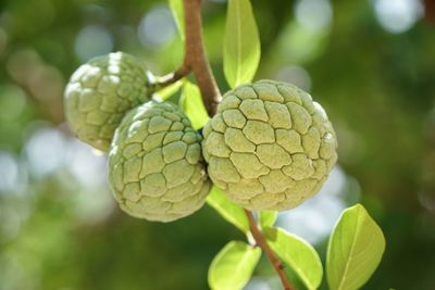 Close-up of raw custard apple