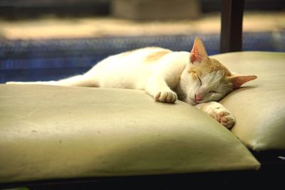 Close-up of cat sleeping