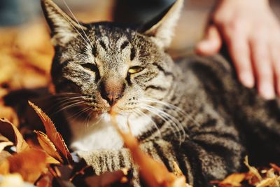 Close-up of tabby cat at home