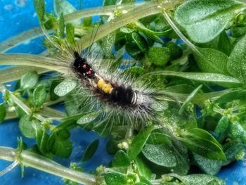 Close-up of insect on flower