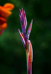 Close-up of purple flowering plant