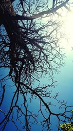 Low angle view of bare trees against sky