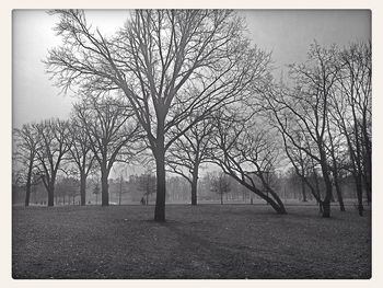 Bare trees on field