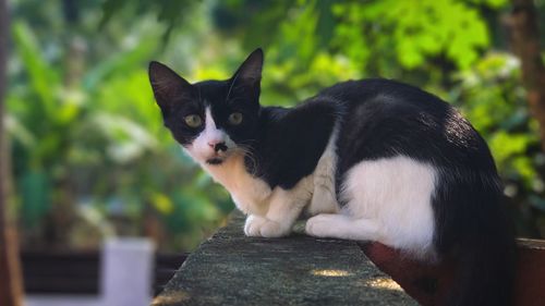 Close-up of black cat