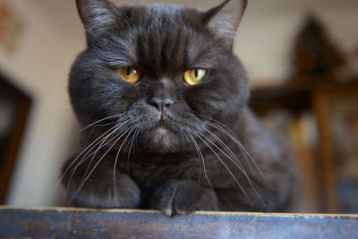 Close-up portrait of black cat