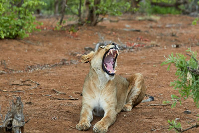 A yawning lioness in kruger