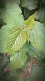 Close-up of fresh green plant