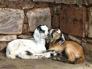 Goats sleeping by stone wall