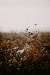 Close-up of dry plant on field against sky