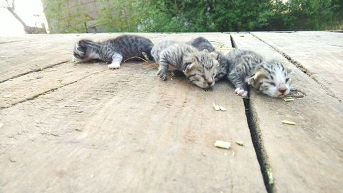 Close-up of kittens