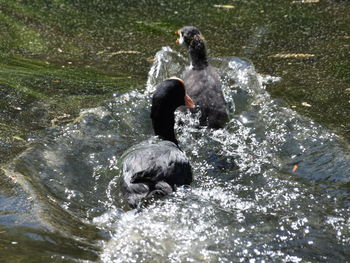 Duck swimming in a water