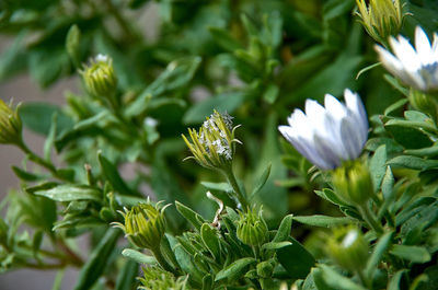 Close-up of white flowering plant