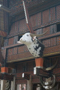 Low angle view of an animal on wall