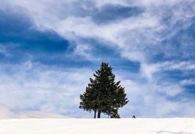 Tree on snow covered field against sky