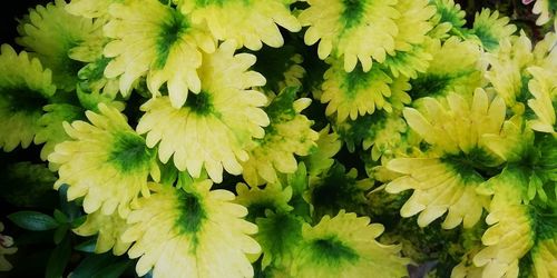 Close-up of yellow flowering plant