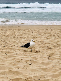 Seagulls on beach