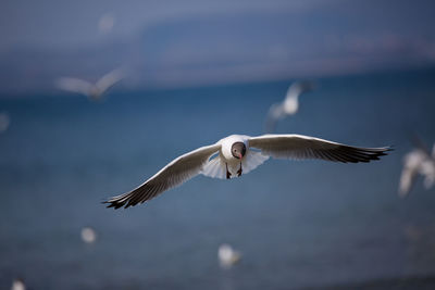 Seagull flying in the sea