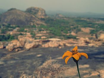 Close-up of yellow flowering plant on land