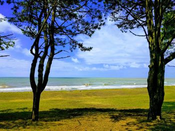 Tree on beach against sky