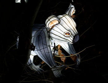 Close-up of butterfly in the dark