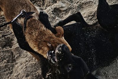Dogs fighting on sand