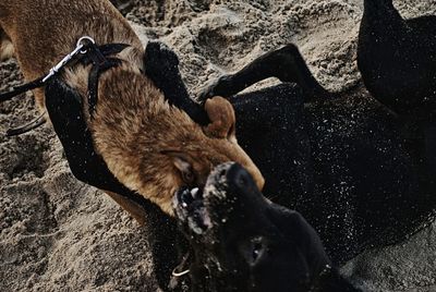 Close-up of a dog