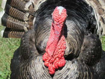 Close-up of a bird