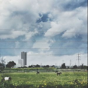 Scenic view of grassy field against cloudy sky