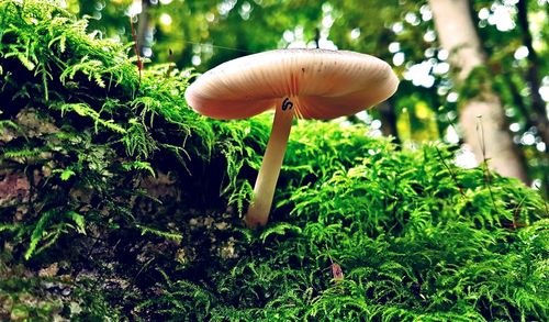 Close-up of mushroom growing in grass