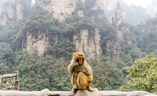 Lion sitting on mountain in forest