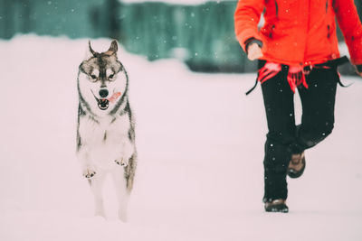 Dog on snow covered landscape during winter