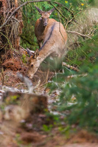 Rear view of cat on grass