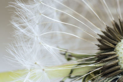 Close-up of dandelion against white background