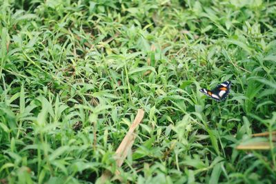 View of insect on grassy field