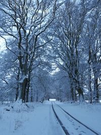 Bare trees on snow covered landscape