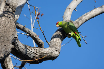 Red crowned parrot in a sweetgum tree in los angeles