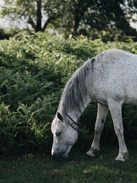 Horse grazing in a field