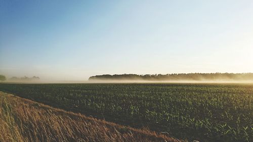 Scenic view of field against clear sky