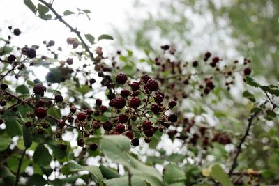 Close-up of berries growing on tree