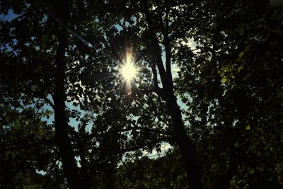 Low angle view of sunlight streaming through trees in forest