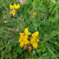 Close-up of yellow flowers