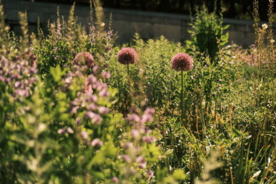 Close-up of flowering plants on field