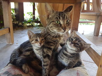 Portrait of tabby cat