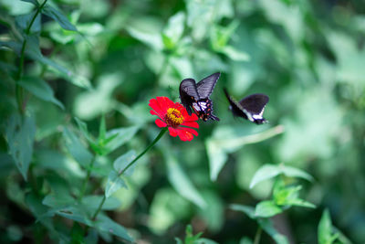 Butterfly pollinating on flower