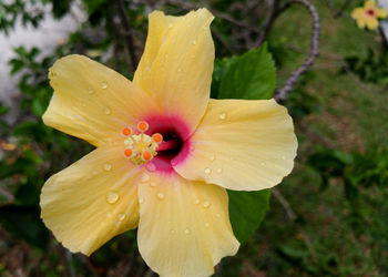 Close-up of wet pink hibiscus blooming outdoors