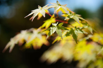 Close-up of yellow flowering plant