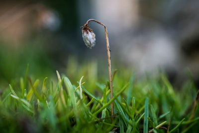 Close-up of mushroom growing outdoors